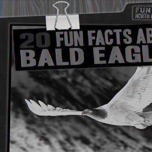 20 Fun Facts about Bald Eagles