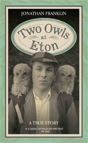 Two Owls at Eton