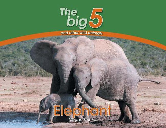 Cover image for Elephant: The Big 5 and other wild animals