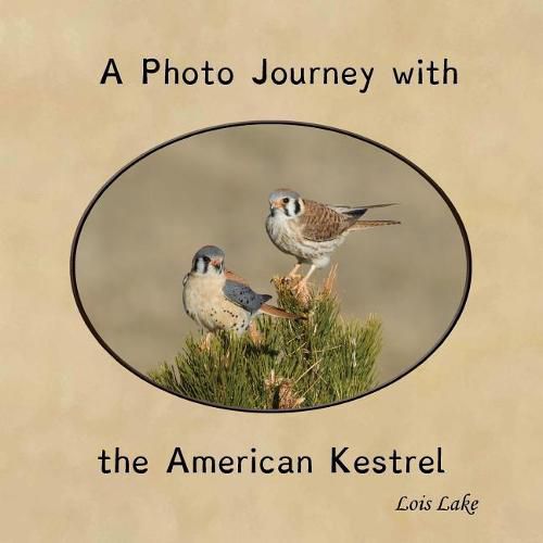 Cover image for A Photo Journey with the American Kestrel