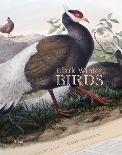 Cover image for Birds