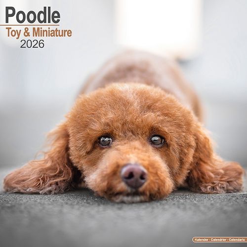 Cover image for Poodle (Toy & Miniature) Calendar 2026 Square Dog Breed Wall Calendar - 16 Month
