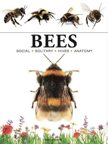 Cover image for Bees
