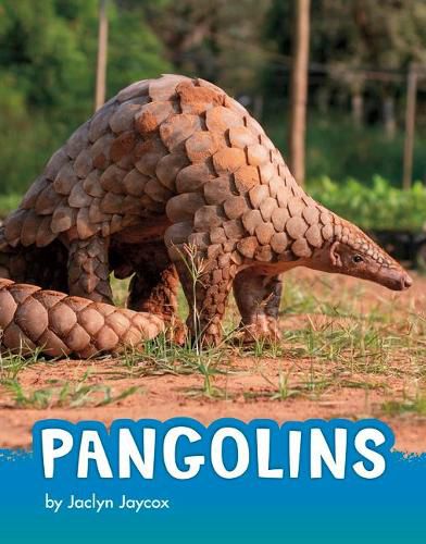 Cover image for Pangolins