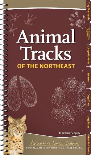 Cover image for Animal Tracks of the Northeast: Your Way to Easily Identify Animal Tracks