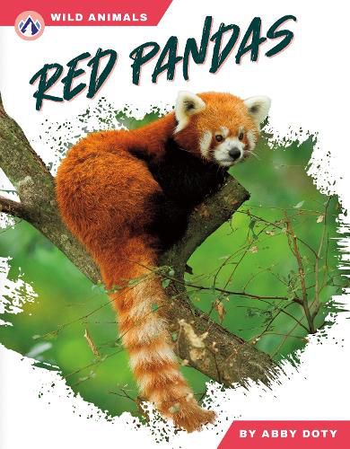 Cover image for Red Pandas