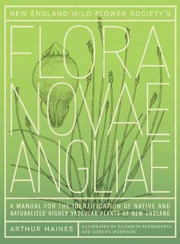 New England Wild Flower Society's Flora Novae Angliae: A Manual for the Identification of Native and Naturalized Higher Vascular Plants of New England