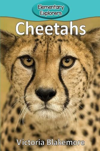 Cover image for Cheetahs