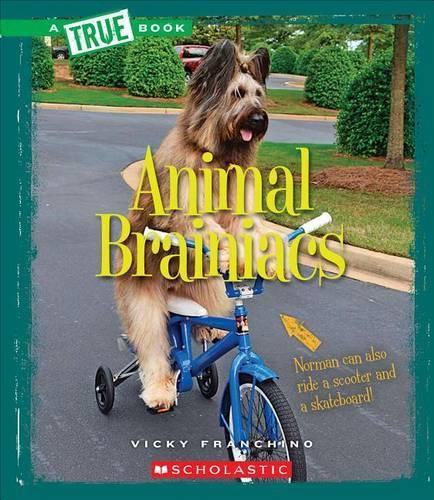 Cover image for Animal Brainiacs