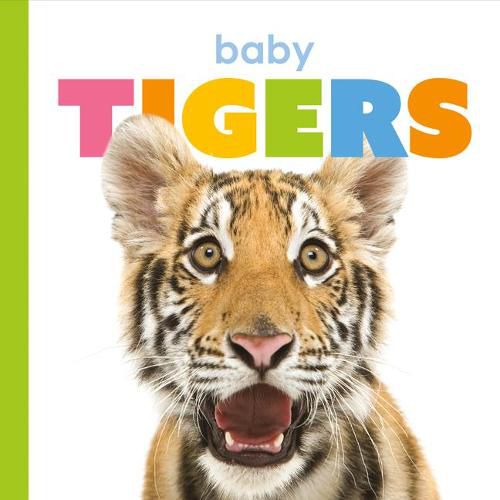 Cover image for Baby Tigers