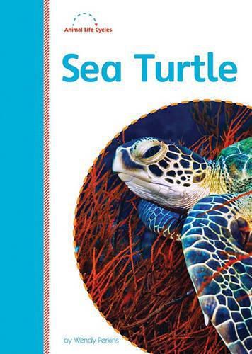 Cover image for Sea Turtle