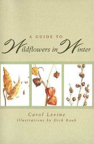 Cover image for A Guide to Wildflowers in Winter: Herbaceous Plants of Northeastern North America