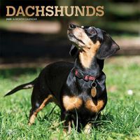 Cover image for Dachshunds 2020 Square Wall Calendar