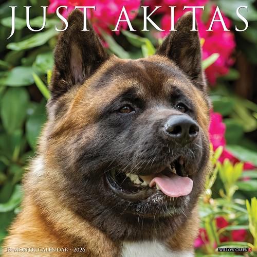 Cover image for Akitas 2026 12 X 12 Wall Calendar