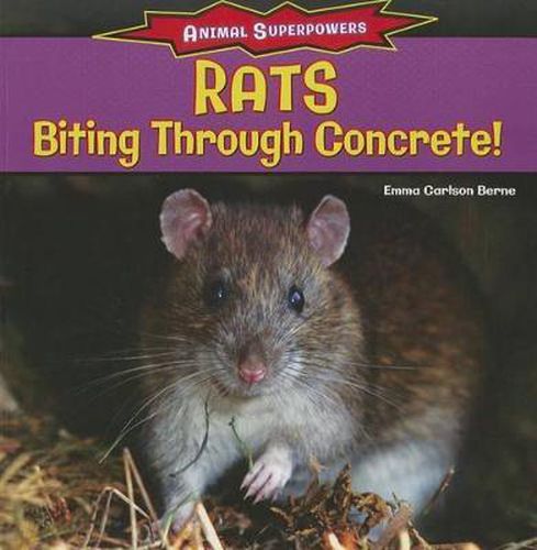 Rats: Biting Through Concrete!