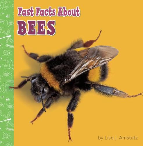 Cover image for Fast Facts about Bees