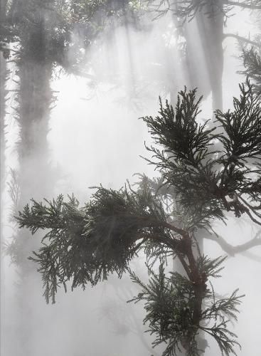 Cover image for Ben Thorp Brown: Cura's Garden