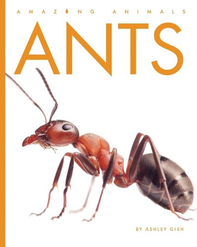Cover image for Ants