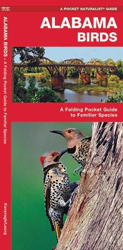 Cover image for Alabama Birds: A Folding Pocket Guide to Familiar Species