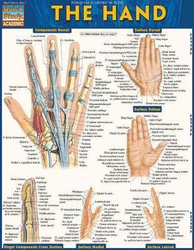 Cover image for The Hand