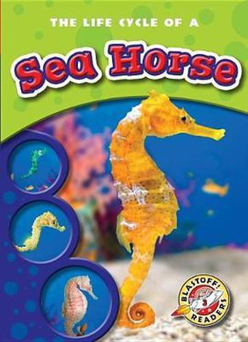 The Life Cycle of a Sea Horse
