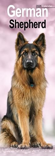 Cover image for German Shepherd Slim Calendar 2026 Dog Breed Slimline Calendar - 12 Month