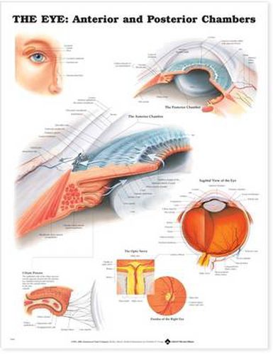 Cover image for The Eye: Anterior and Posterior Chambers: Anterior and Posterior Chambers Anatomical Chart