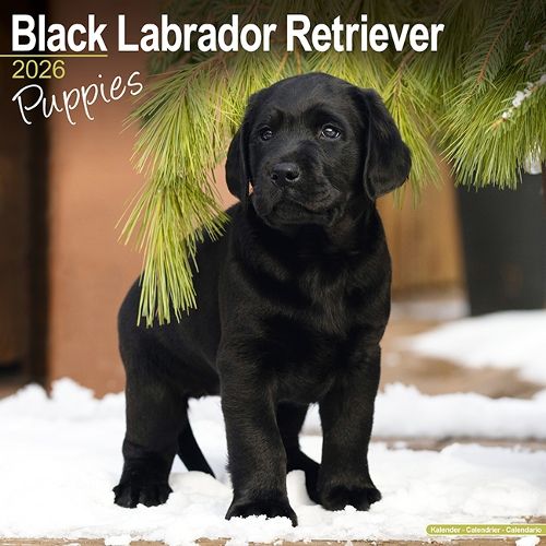 Cover image for Black Labrador Puppies Calendar 2026 Square Dog Puppy Breed Wall Calendar - 16 Month