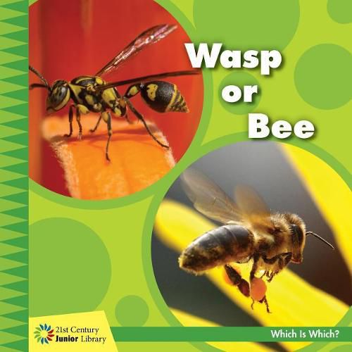 Cover image for Wasp or Bee