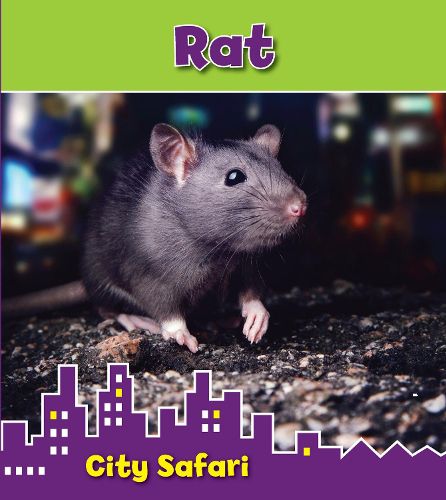 Rat: City Safari