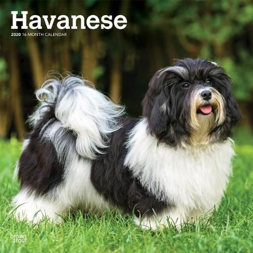 Havanese 2020 Square Wall Calendar