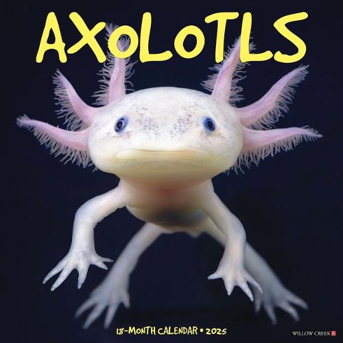 Cover image for Axolotls 2026 12 X 12 Wall Calendar