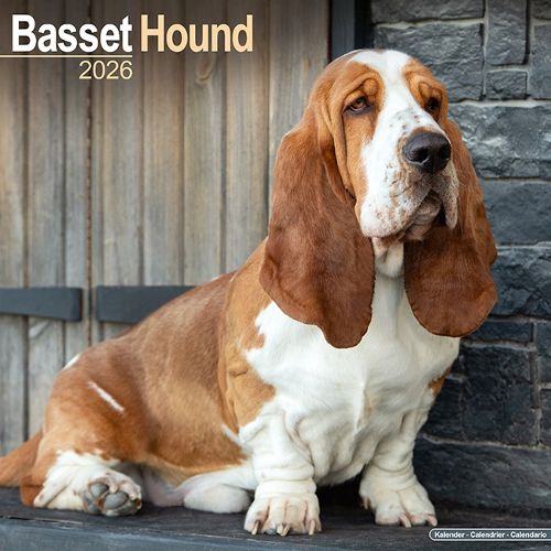 Cover image for Basset Hound Calendar 2026 Square Dog Breed Wall Calendar - 16 Month