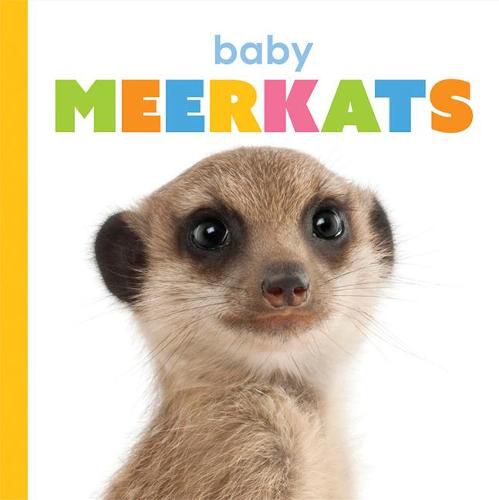 Baby Meerkats