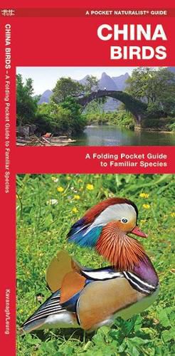 China Birds: A Folding Pocket Guide to Familiar Species