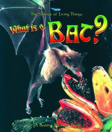 Cover image for What Is A Bat