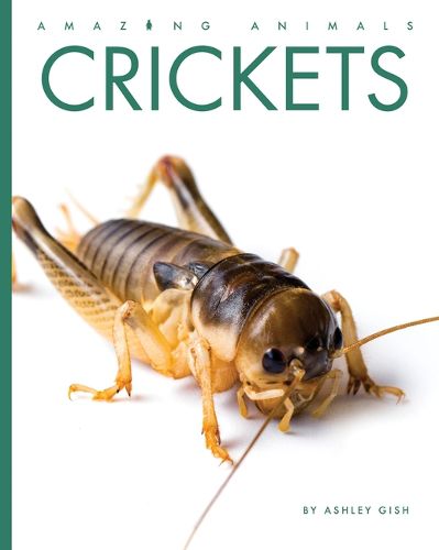 Cover image for Crickets
