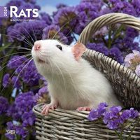 Cover image for Rats 2024 Square