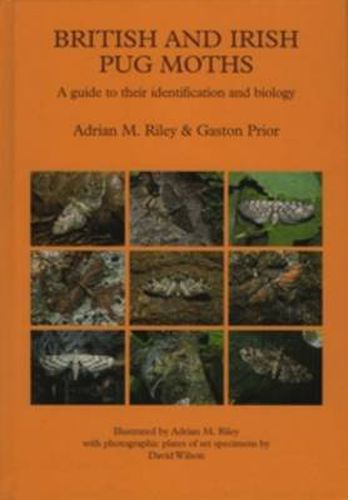 Cover image for British and Irish Pug Moths - a Guide to their Identification and Biology