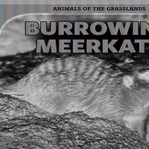 Burrowing Meerkats