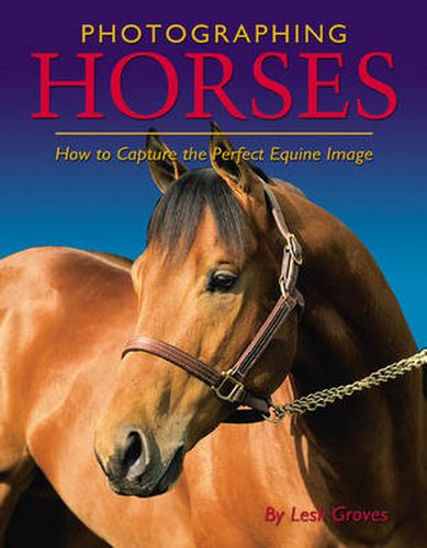 Cover image for Photographing Horses: How To Capture The Perfect Equine Image