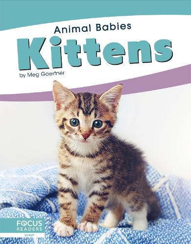 Animal Babies: Kittens