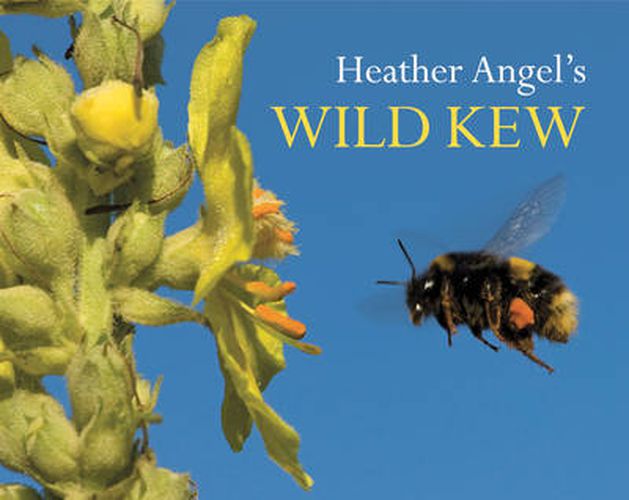 Heather Angel's Wild Kew