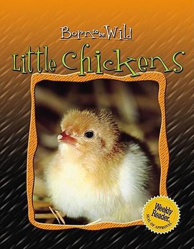 Cover image for Little Chickens