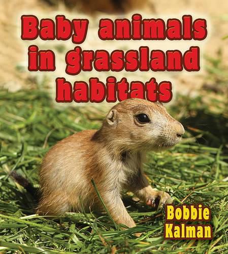 Cover image for Baby Animals in Grassland Habitats