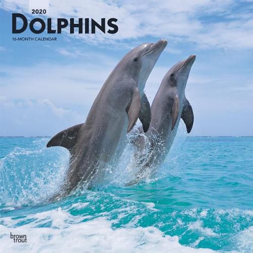 Dolphins 2020 Square Wall Calendar