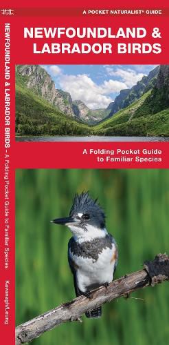 Cover image for Newfoundland & Labrador Birds: A Folding Pocket Guide to Familiar Species