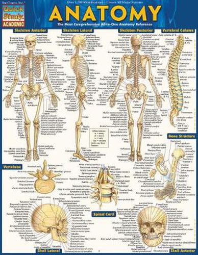 Cover image for Anatomy - Reference Guide