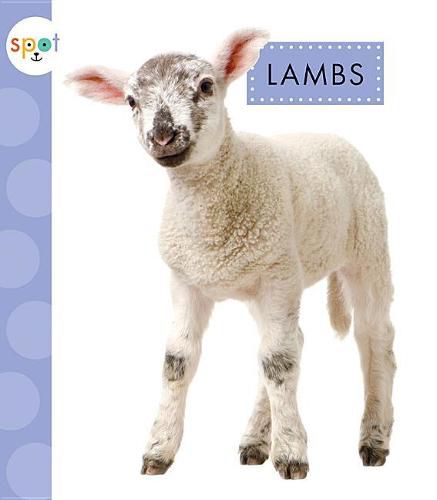 Cover image for Lambs