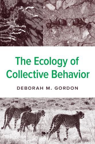 Cover image for The Ecology of Collective Behavior